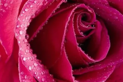 rose jigsaw puzzle