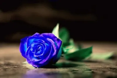 blu rose jigsaw puzzle