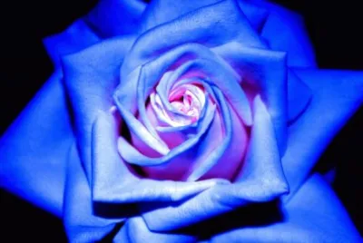 blu rose jigsaw puzzle