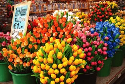 tulip jigsaw puzzle