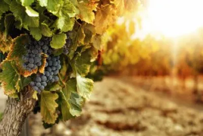 vigneto jigsaw puzzle