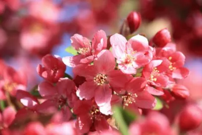 cherry jigsaw puzzle