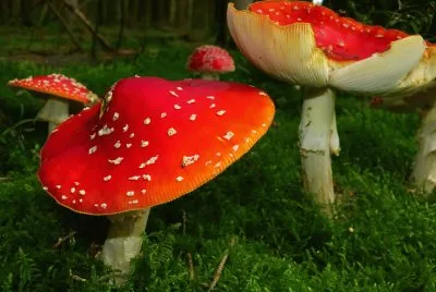 Amanita Muscaria, Setas .jpg jigsaw puzzle