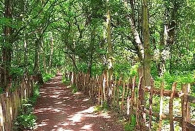 High Park Wood jigsaw puzzle