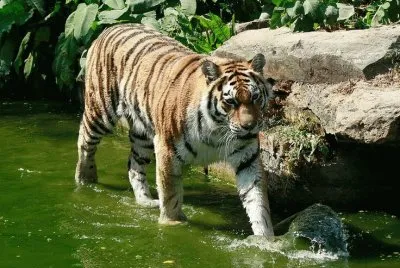 tiger 4 jigsaw puzzle