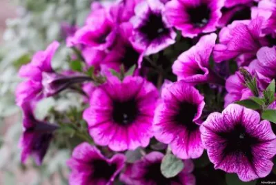flowers jigsaw puzzle