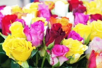 rose jigsaw puzzle