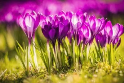 flowers jigsaw puzzle