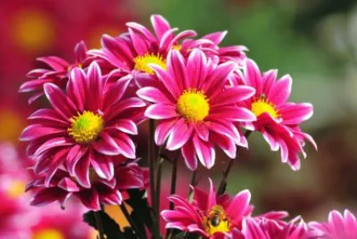 flowers jigsaw puzzle
