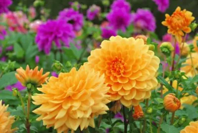 flowers jigsaw puzzle