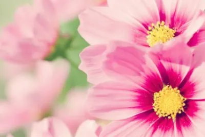 flowers jigsaw puzzle