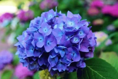 flowers jigsaw puzzle