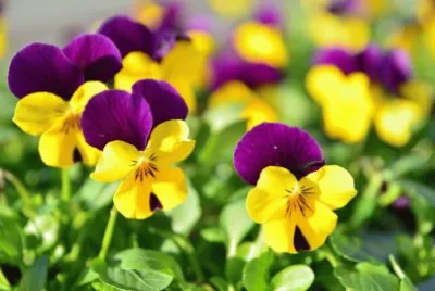 flowers jigsaw puzzle