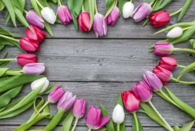 tulip jigsaw puzzle