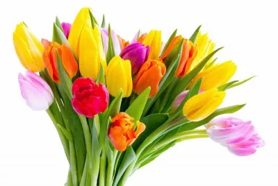tulip jigsaw puzzle