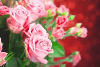 rose jigsaw puzzle