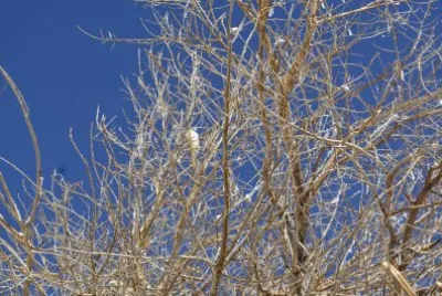 NEVE-CHILE jigsaw puzzle