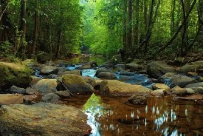 Reserva Florestal Sinharaja jigsaw puzzle