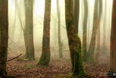 The memory of Leaves jigsaw puzzle