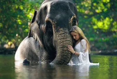 Elefante jigsaw puzzle