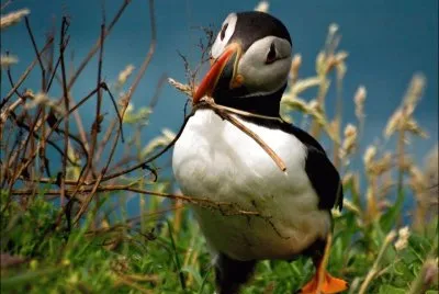PingÃ¼ino