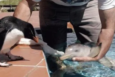 PingÃ¼ino y DelfÃ­n