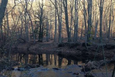 Bosque jigsaw puzzle