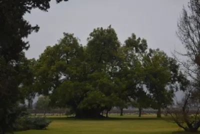 VinÃ£ Undurraga - Chile jigsaw puzzle