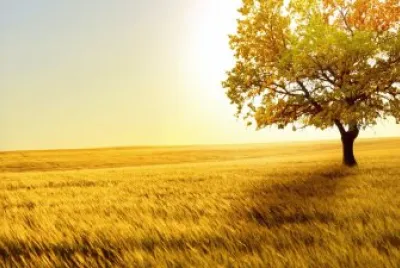 Campos no Outono jigsaw puzzle