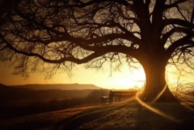 Ãrvore ao Entardecer jigsaw puzzle