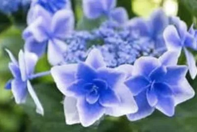 ç´«é™½èŠ±