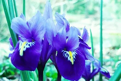 Small iris-family flower