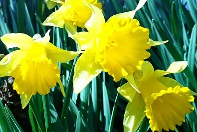Small daffodils2