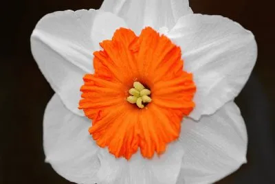 Narciso bicolor- flor.jpg