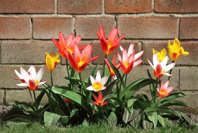 Color- Colorido, flora.jpg