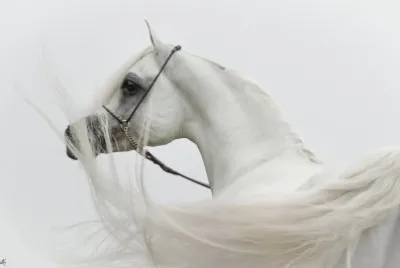 Arabian beauty