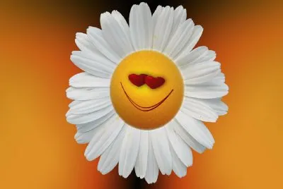 Margarita-  Compuestos,  Flor.png