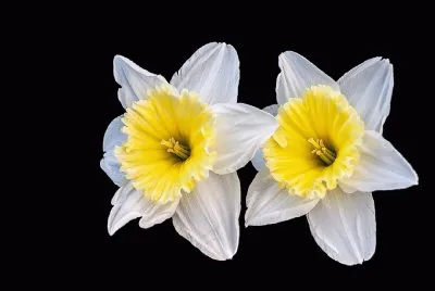 Narcis- Flor, Primavera.jpg