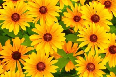 Naturaleza,Calendula del Cabo.jpg