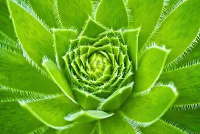 Planta de la CÃºrcuma.jpg