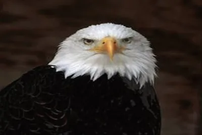 different eagles