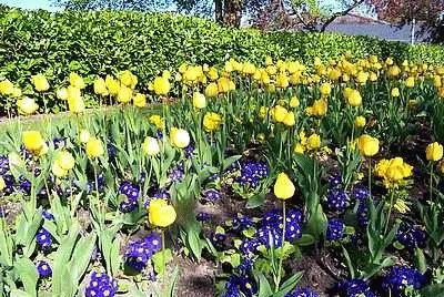 Spring Flowers jigsaw puzzle