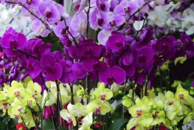 Beautiful Purple Orchids
