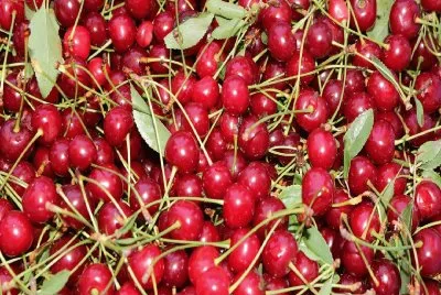 Cereza- Rojo, Fruta.