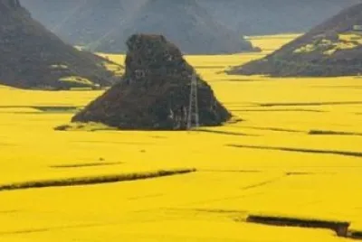 Canola Flowers jigsaw puzzle