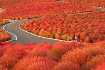 Hitachi Seaside Park