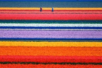 Tulip Fields of the Netherlands