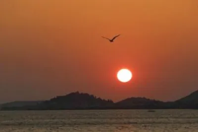 A Dalmatis Sunset jigsaw puzzle