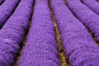 Rows of Lavender
