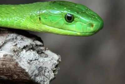 green snake
